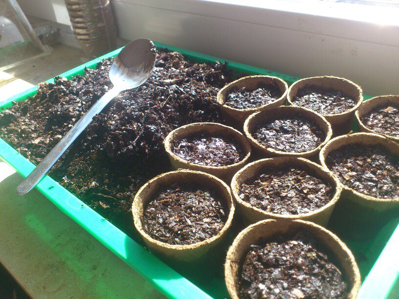 Tomatenaufzucht 2013